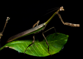 Foto: Leo Lanna-Projeto Mantis-Divulgação.