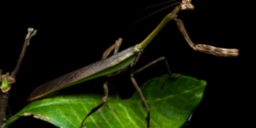 Foto: Leo Lanna-Projeto Mantis-Divulgação.