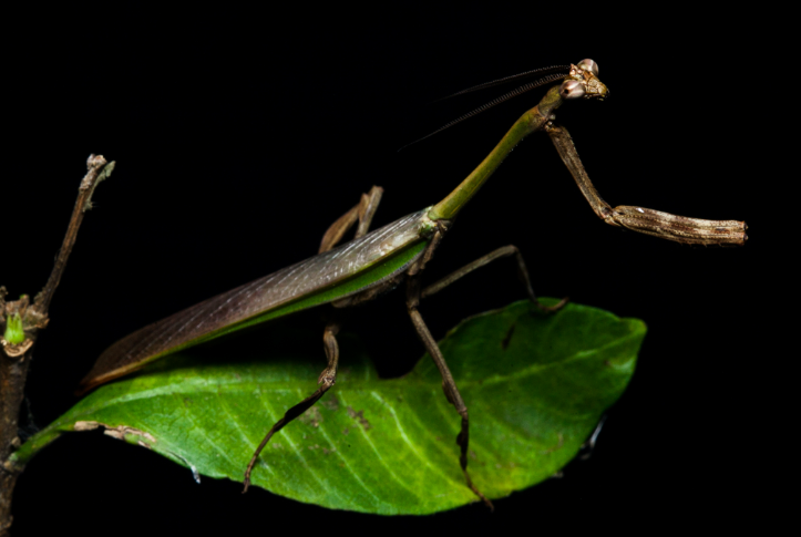 Foto: Leo Lanna-Projeto Mantis-Divulgação.